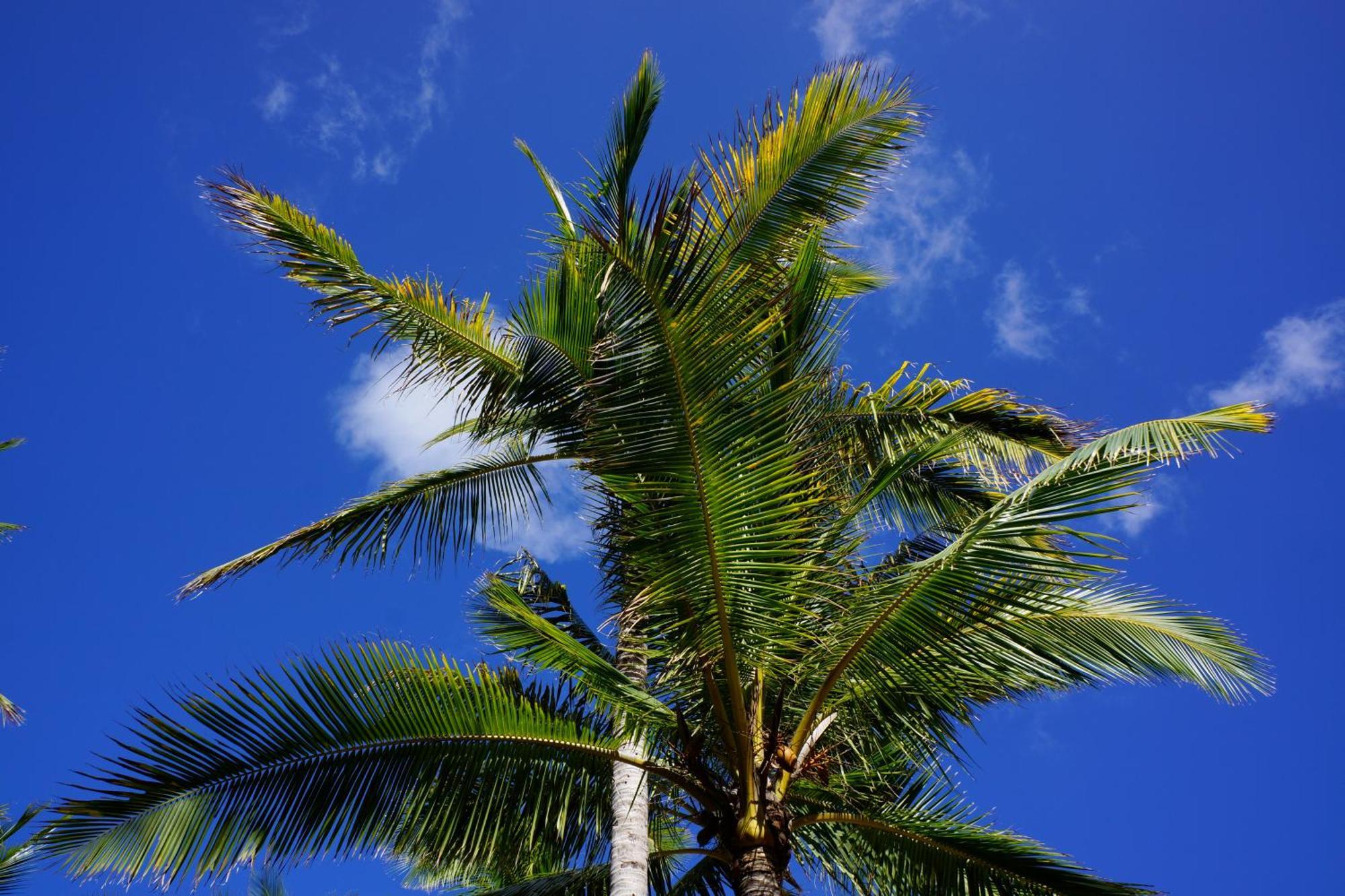 Las Palmeras ลามังกา เดล มาร์เมนอร์ ภายนอก รูปภาพ